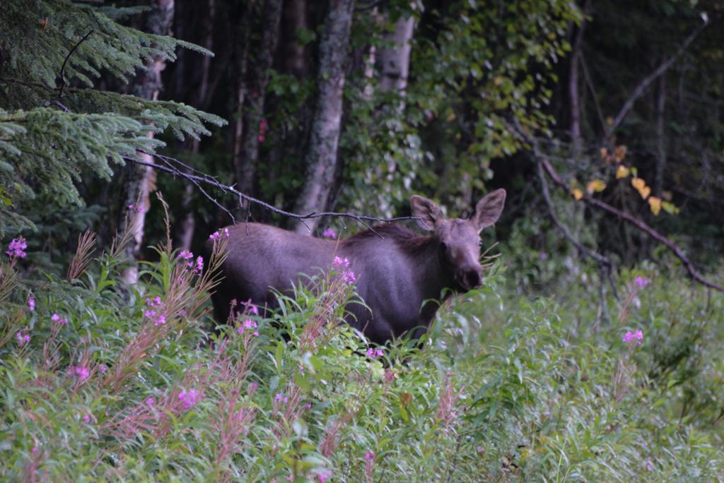 Salmon Catcher Lodge Kenai Ngoại thất bức ảnh