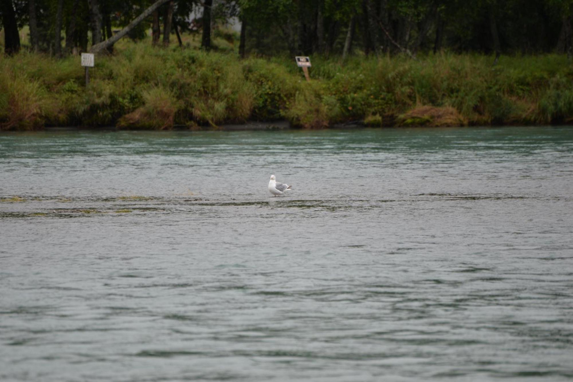 Salmon Catcher Lodge Kenai Ngoại thất bức ảnh